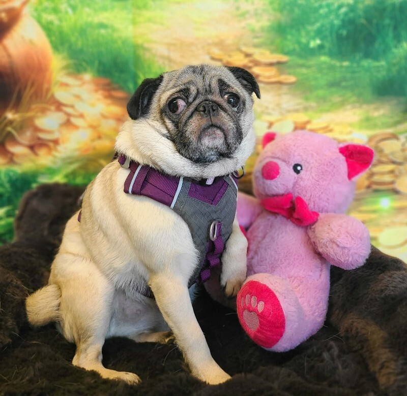 Picture of the Animal Listed